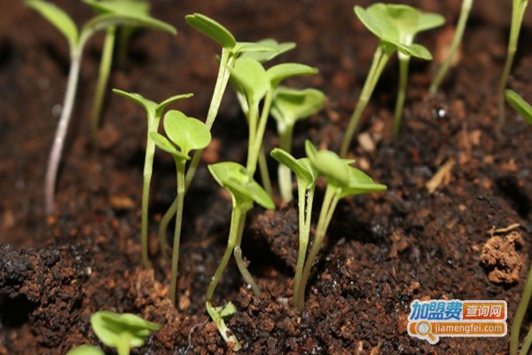 天怡铁皮石斛加盟费