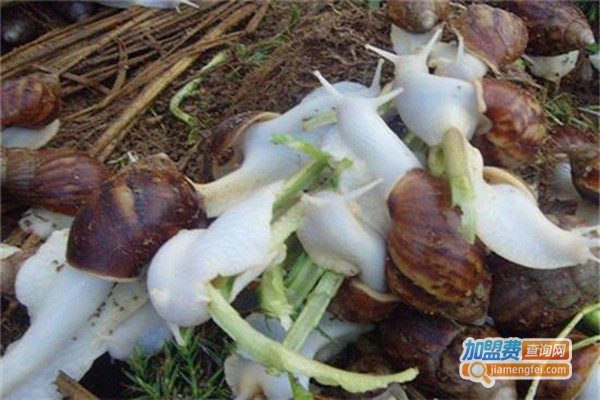 农梦达法国香螺杂交蜗牛加盟费