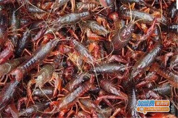 监利龙虾养殖加盟费