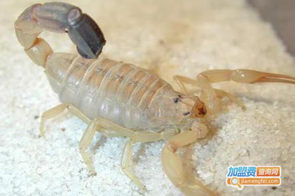 农大邦创蝎子加盟门店