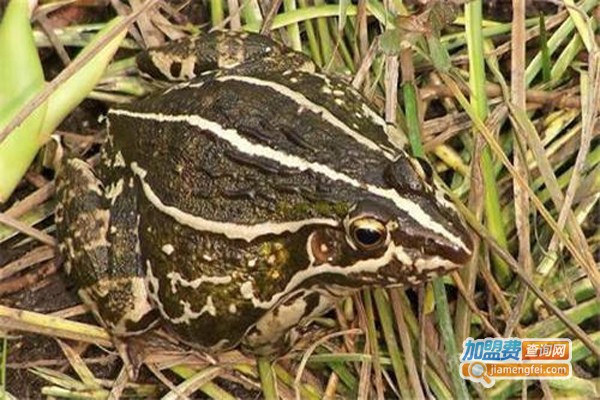 志勇黑斑蛙养殖加盟费