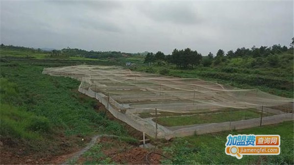 青蛙和泥鳅养殖加盟费