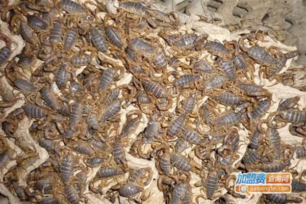 盛丰9号蝎子养殖加盟门店