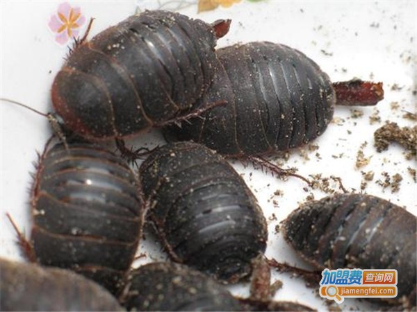 农科博源土元加盟门店