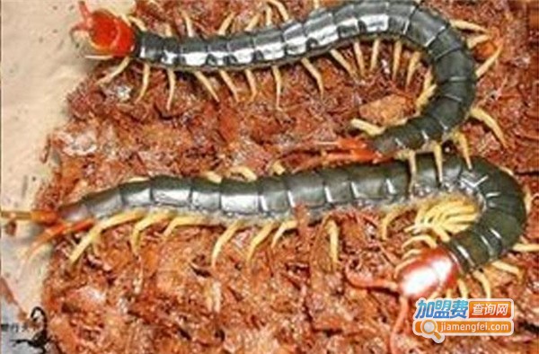 神龙二号金头蜈蚣加盟费