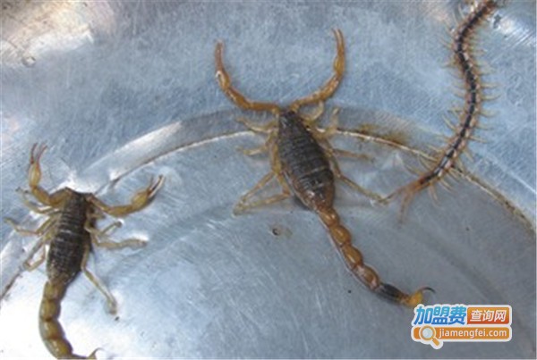 隆平蝎子养殖加盟费