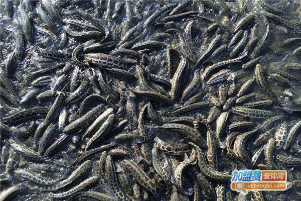 黑珍珠黑鱼养殖加盟费