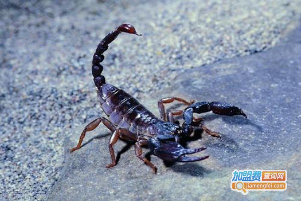 王蝎9号蝎子养殖