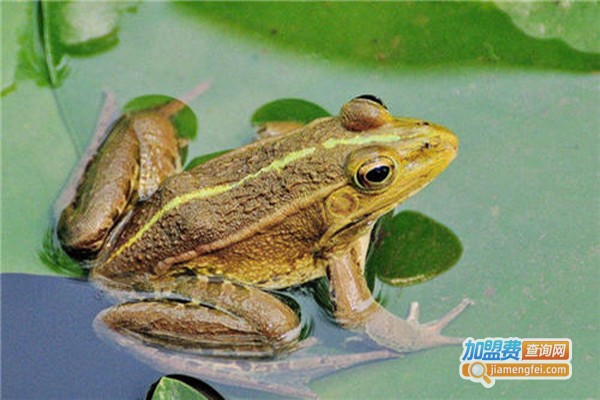 龙韵9号黑斑蛙加盟费