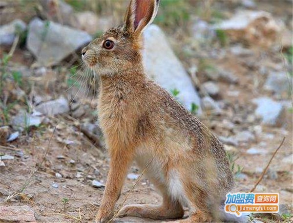 华夏圣宝野兔加盟费