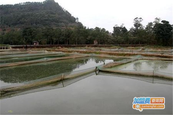 丰和园泥鳅养殖加盟费