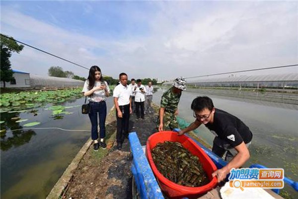 龙澳淡水龙虾养殖加盟门店
