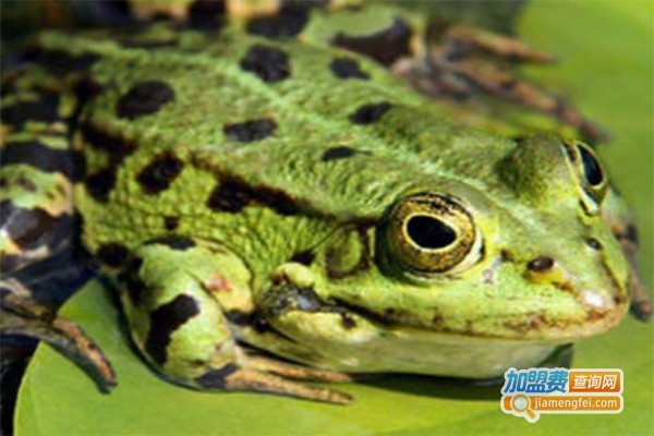 嘉华民创青蛙养殖加盟费