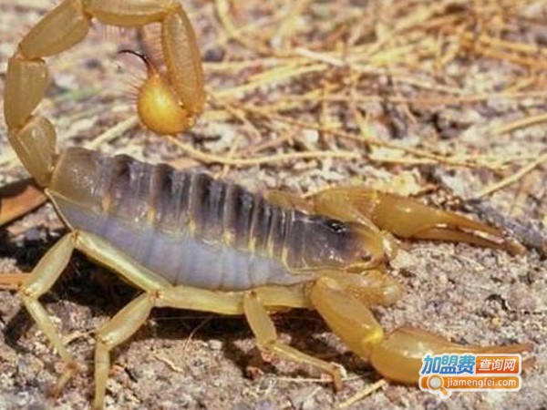 千华8号蝎子加盟费