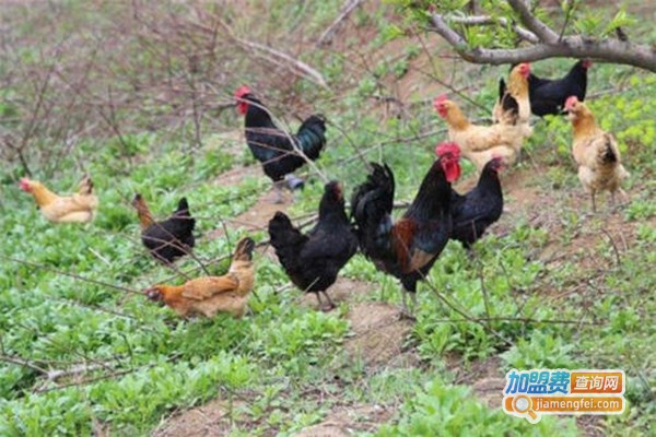 兴农禽业家禽养殖加盟门店