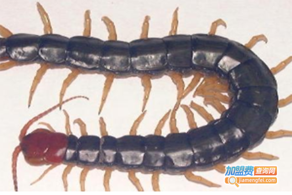 新羽九号蜈蚣加盟门店