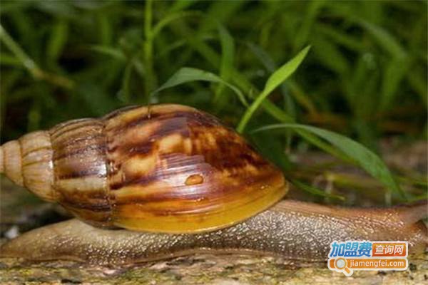 农梦达法国香螺杂交蜗牛加盟费