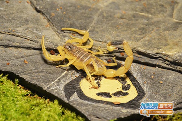 农翔金蝎加盟费