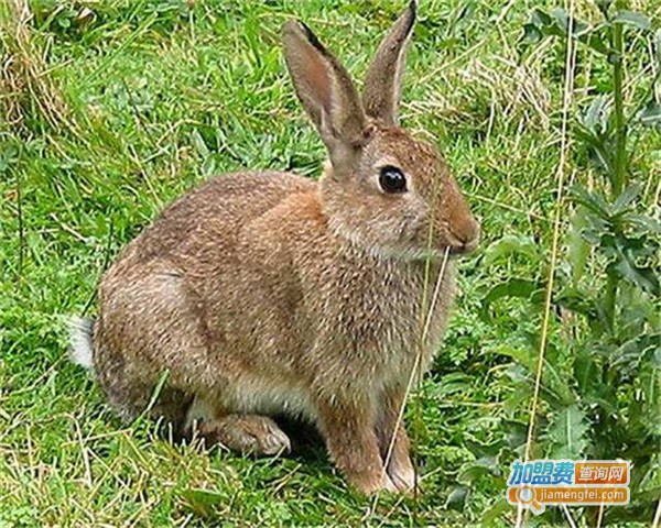 华夏圣宝野兔加盟费