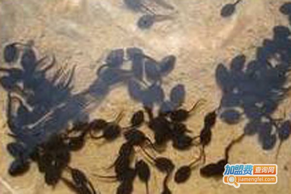 亿发兴邦美国青蛙加盟