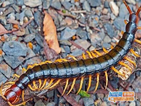 圣民蜈蚣养殖加盟费