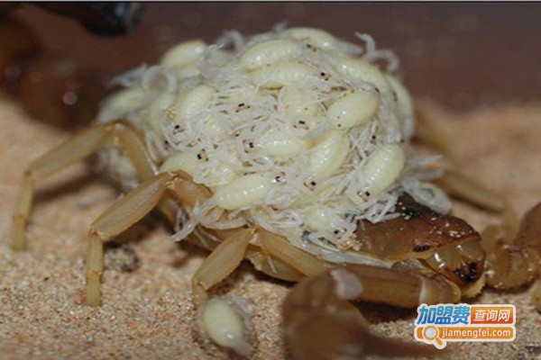 富农八号蝎子加盟费