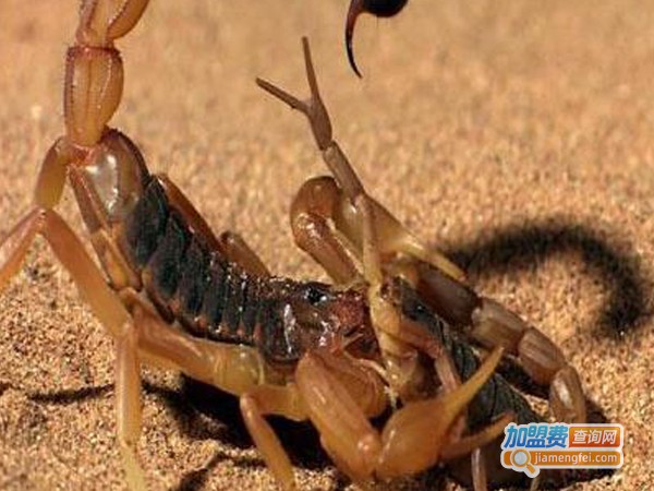 农丰蝎霸加盟费