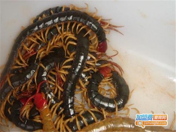 兆丰11号金头蜈蚣加盟门店