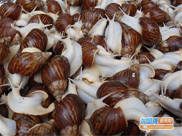 绿尔白玉蜗牛加盟门店