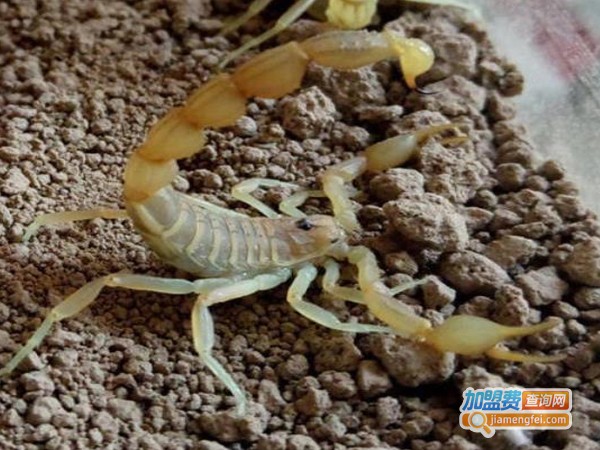 优农8号蝎子加盟费