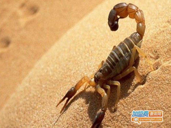 永农蝎子养殖加盟费