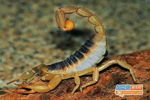 中科特1号蝎子加盟费