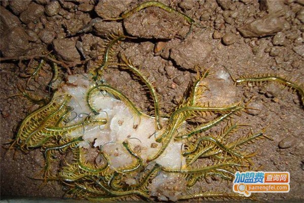 天龙九号金头蜈蚣养殖加盟费