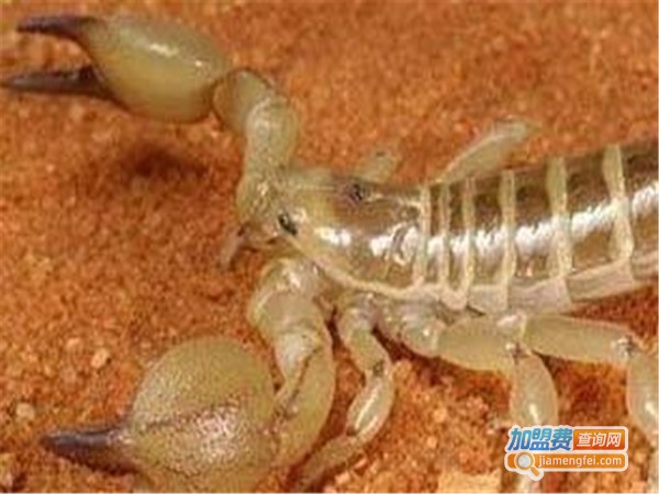 帝农金蝎养殖加盟费