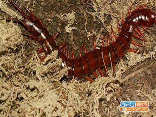 中奥蜈蚣加盟费