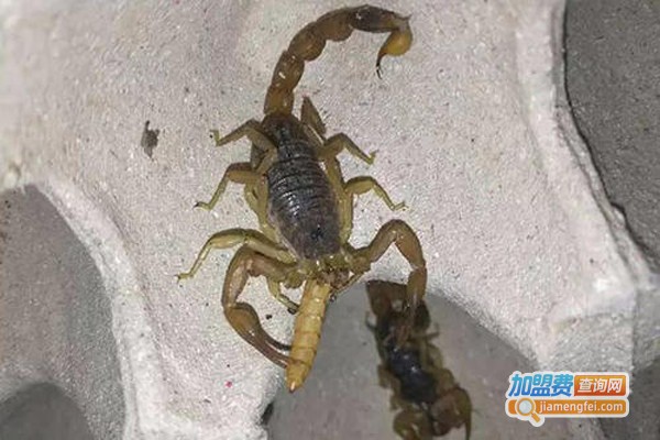 智农全蝎加盟费