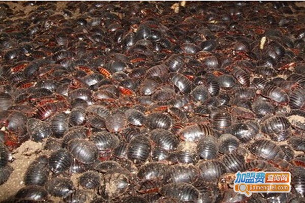 华宝八号土元养殖加盟费