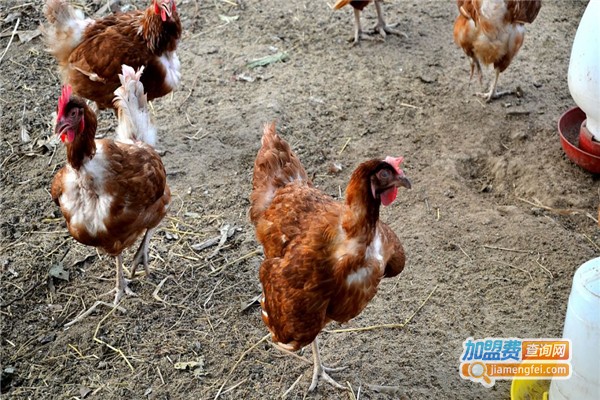 华科养殖加盟费