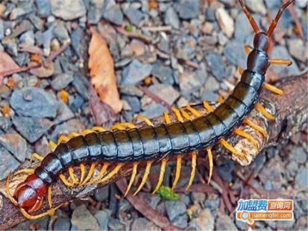 南非蜈蚣养殖加盟