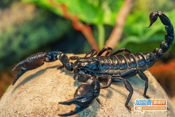 中科特1号蝎子加盟费