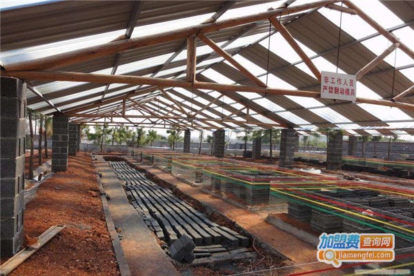 天龙九号金头蜈蚣养殖加盟费