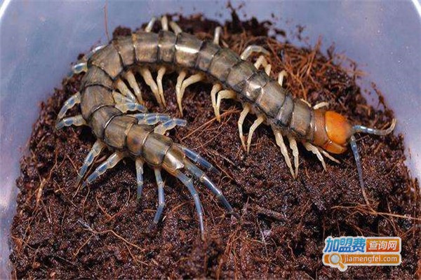 成丰九号养殖加盟费