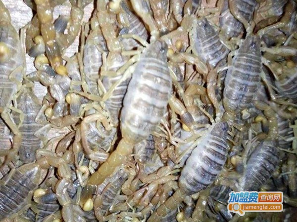 农苑金蝎养殖加盟费