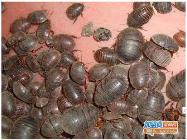 农博3号土元加盟门店