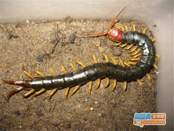 南非蜈蚣养殖加盟费