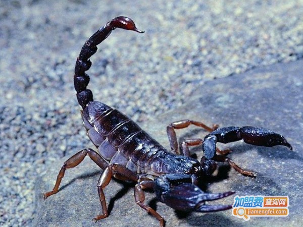 武源七号蝎子加盟费