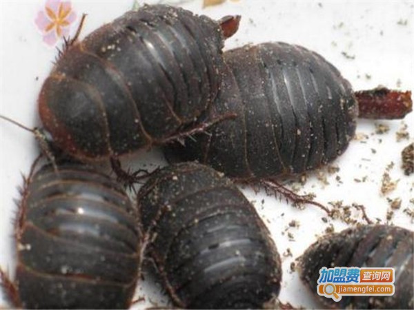 中美杂交1号土元加盟门店