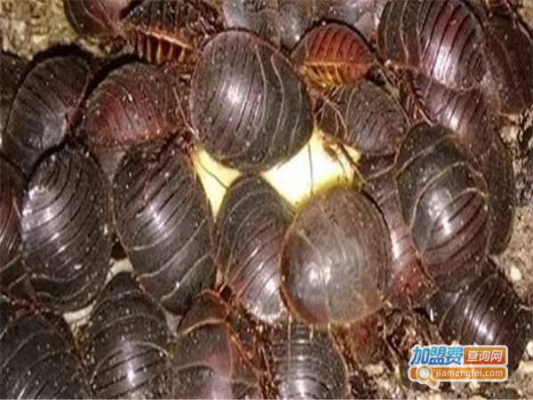 神农9号黄金土元加盟门店