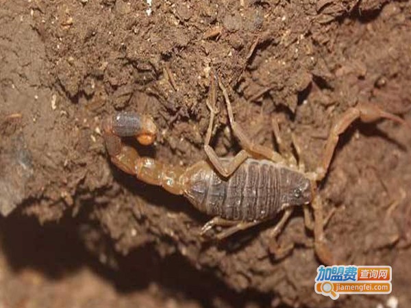 农丰蝎霸加盟费