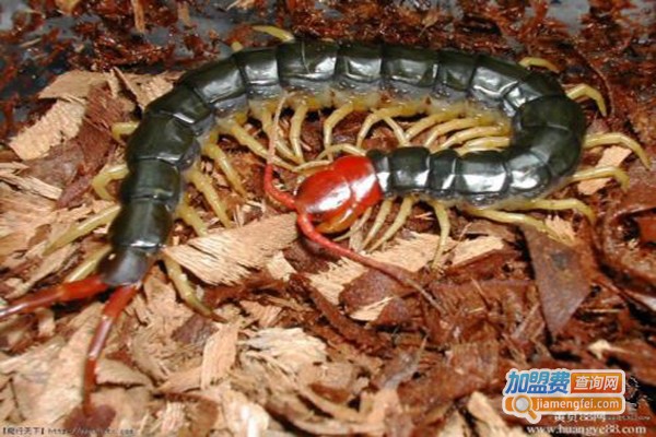 农天特种蜈蚣加盟费